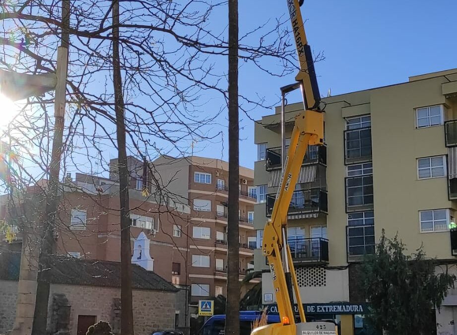 Poda, tratamiento contra el picudo rojo, procesionaria y otras plagas, entre las principales actuaciones que se estÃ¡n ejecutando desde la concejalÃ­a de Medio Ambiente.